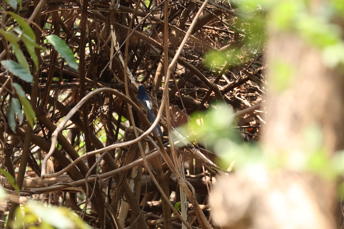White-rumped Shama - ML635079372