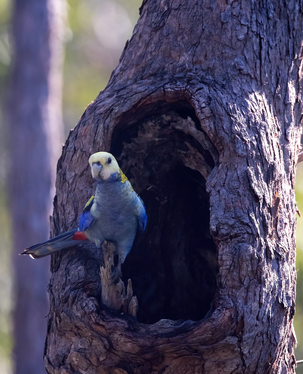 Pale-headed Rosella - ML635079451