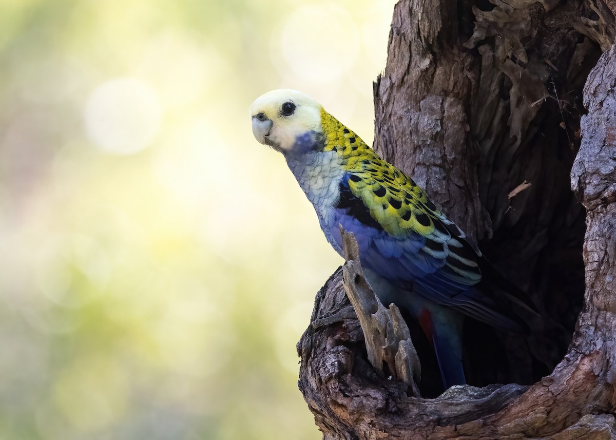 Pale-headed Rosella - ML635079453
