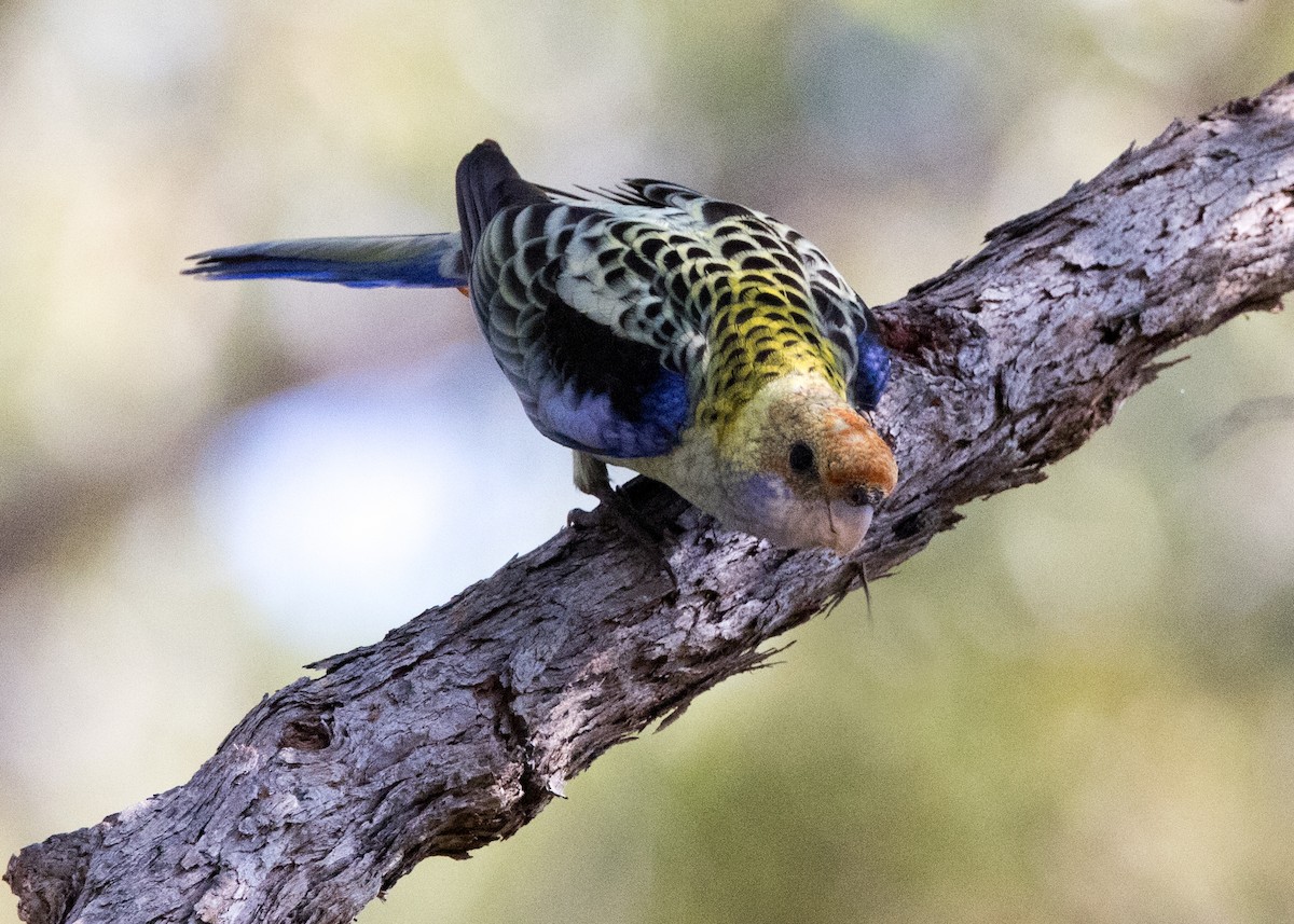 Pale-headed Rosella - ML635079454