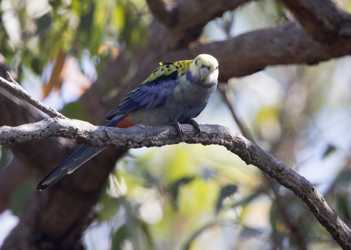 Pale-headed Rosella - ML635079455