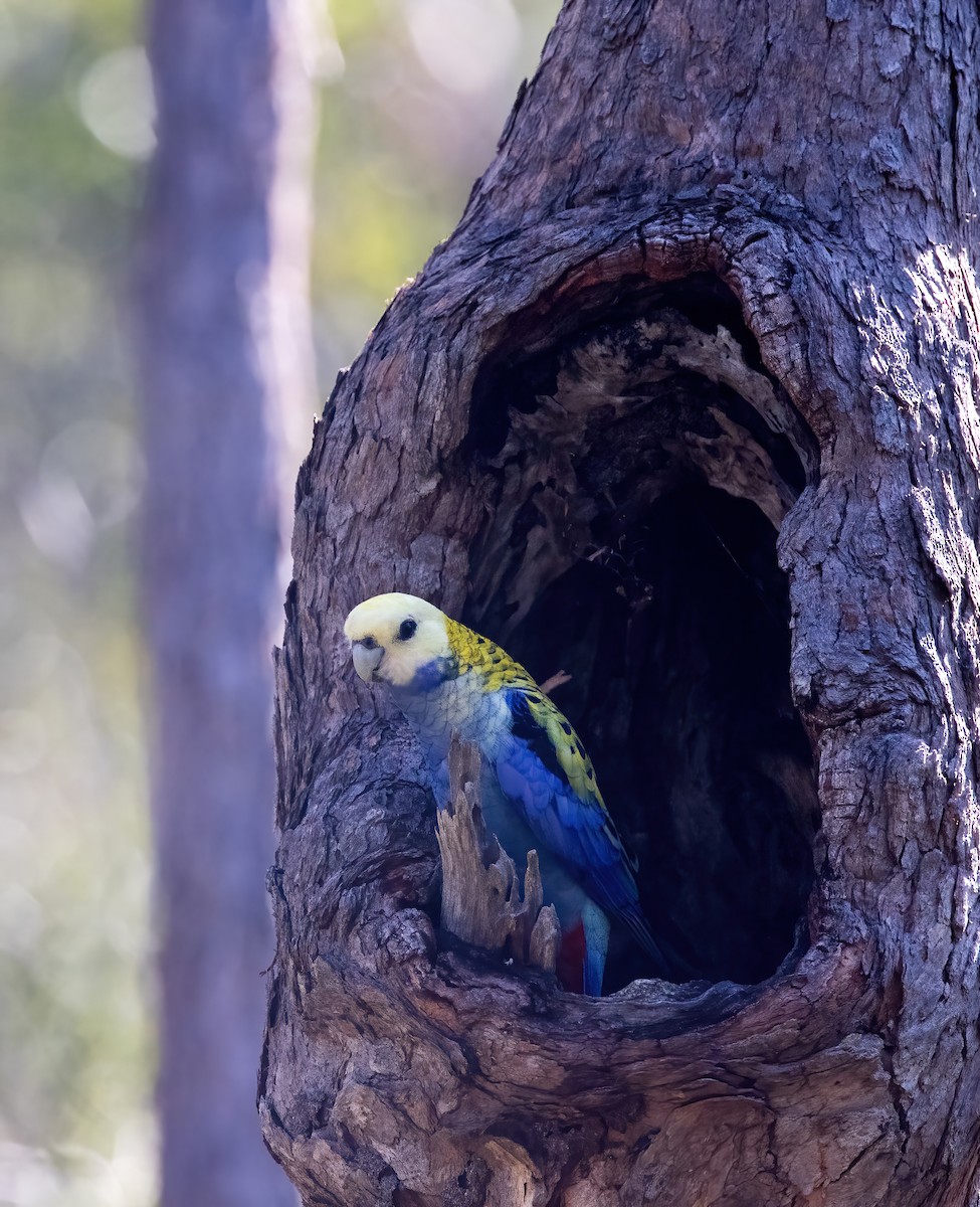 Pale-headed Rosella - ML635079456