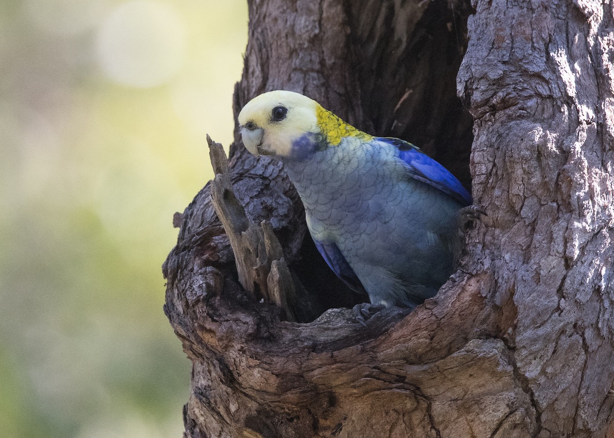 Pale-headed Rosella - ML635079457