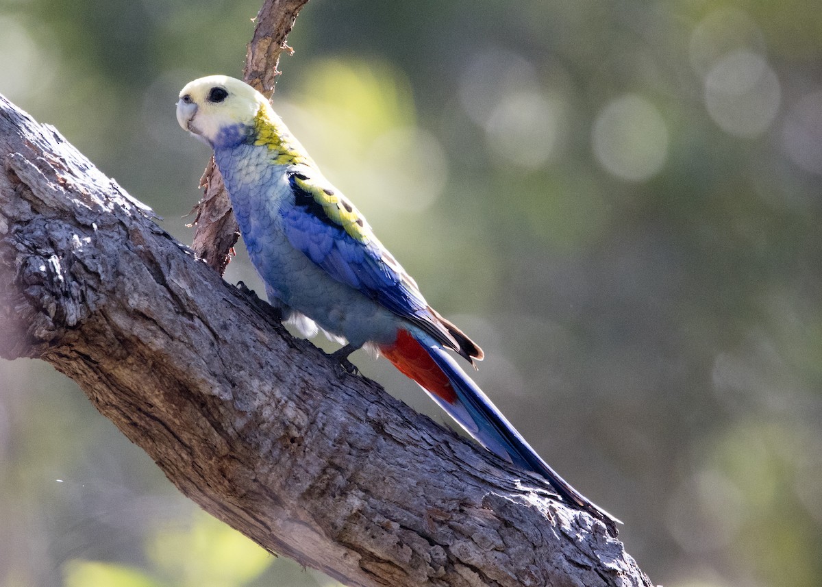 Pale-headed Rosella - ML635079458