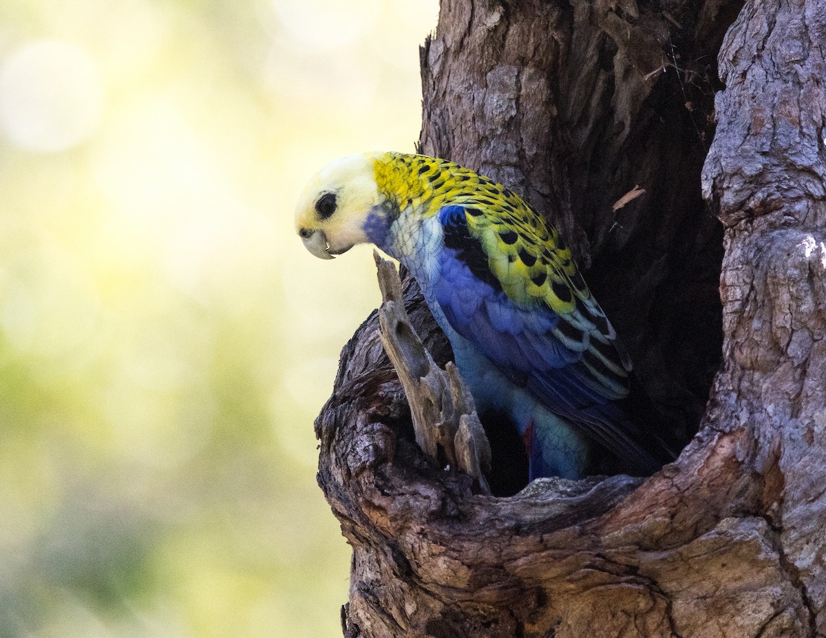 Pale-headed Rosella - ML635079459