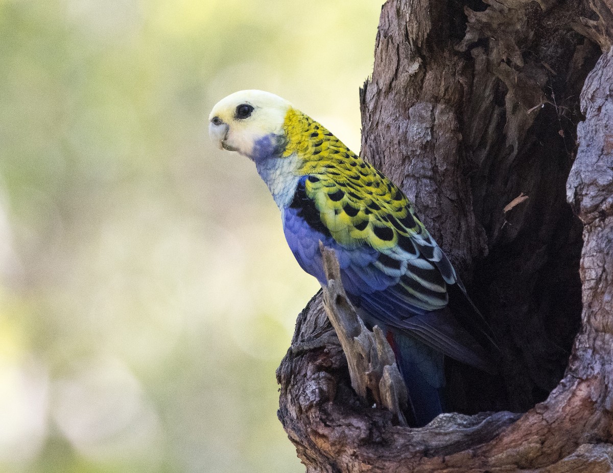 Pale-headed Rosella - ML635079460