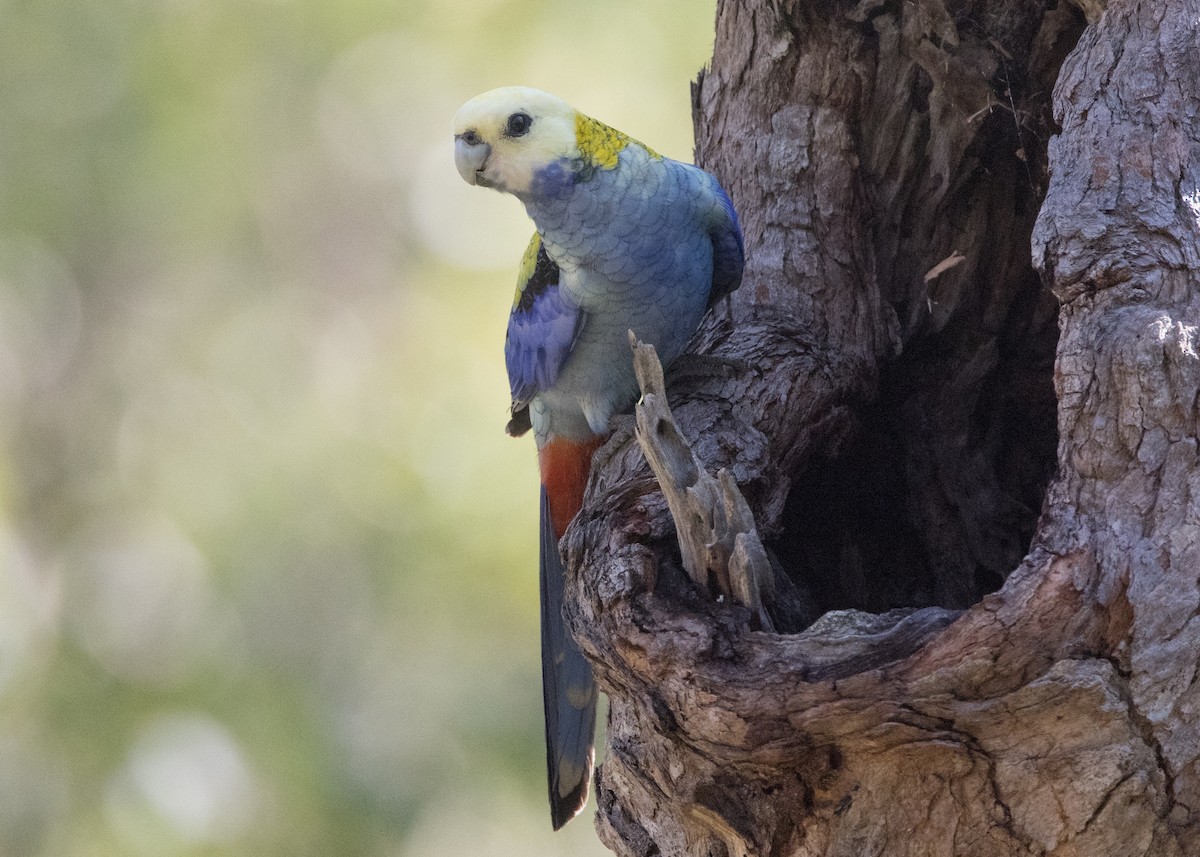 Pale-headed Rosella - ML635079461