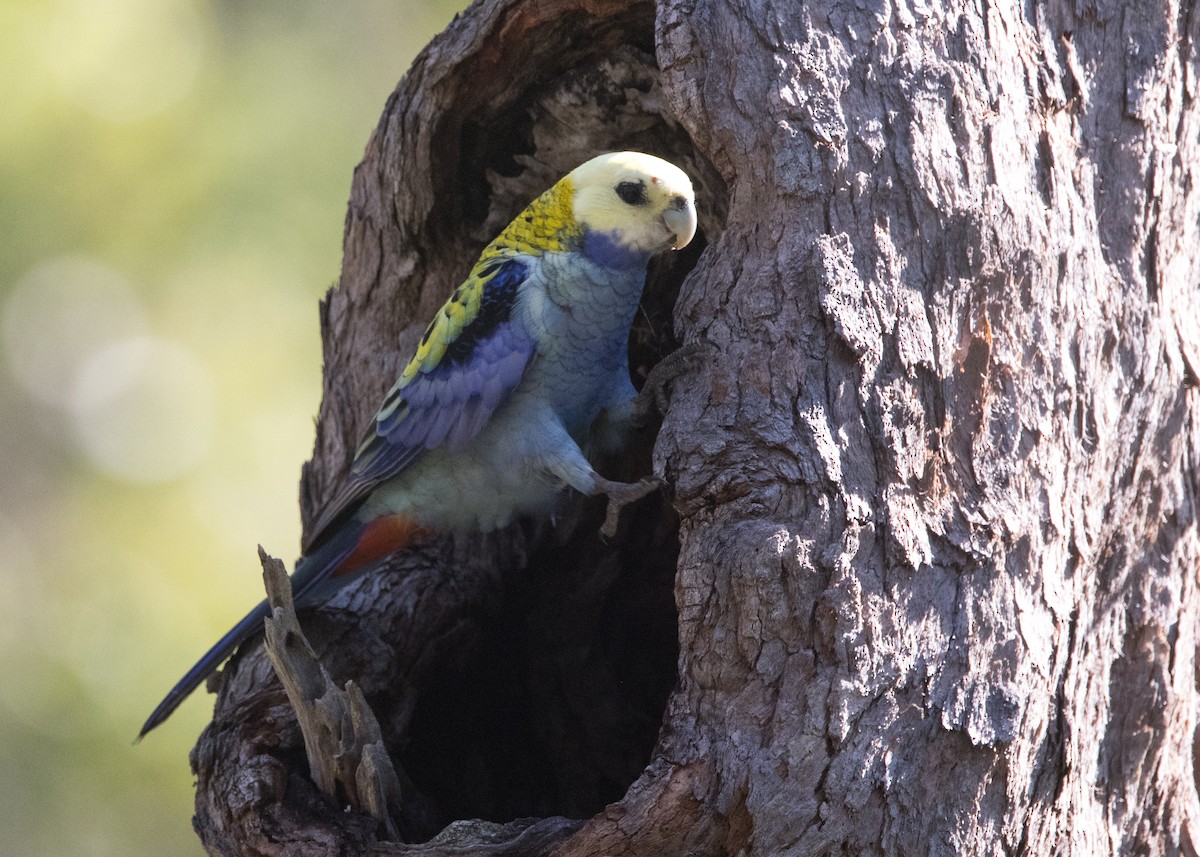 Pale-headed Rosella - ML635079462