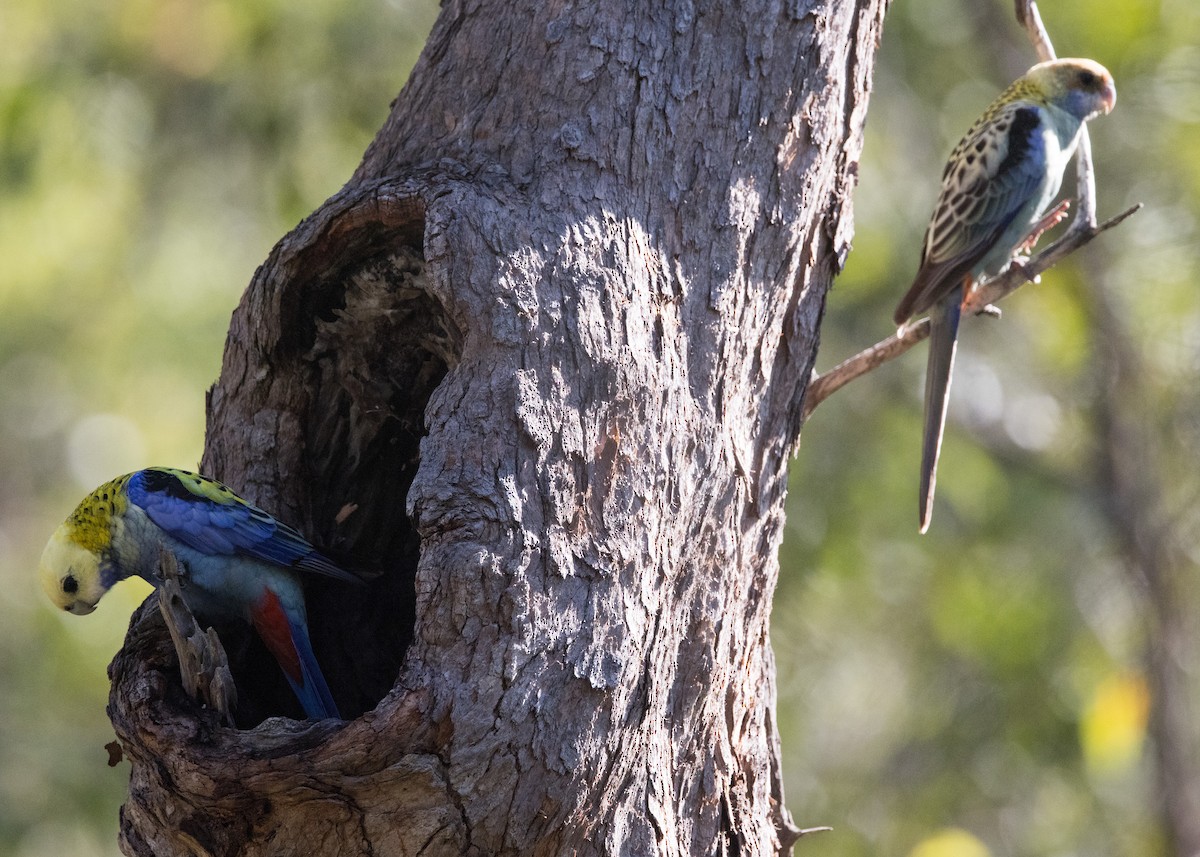 Pale-headed Rosella - ML635079465