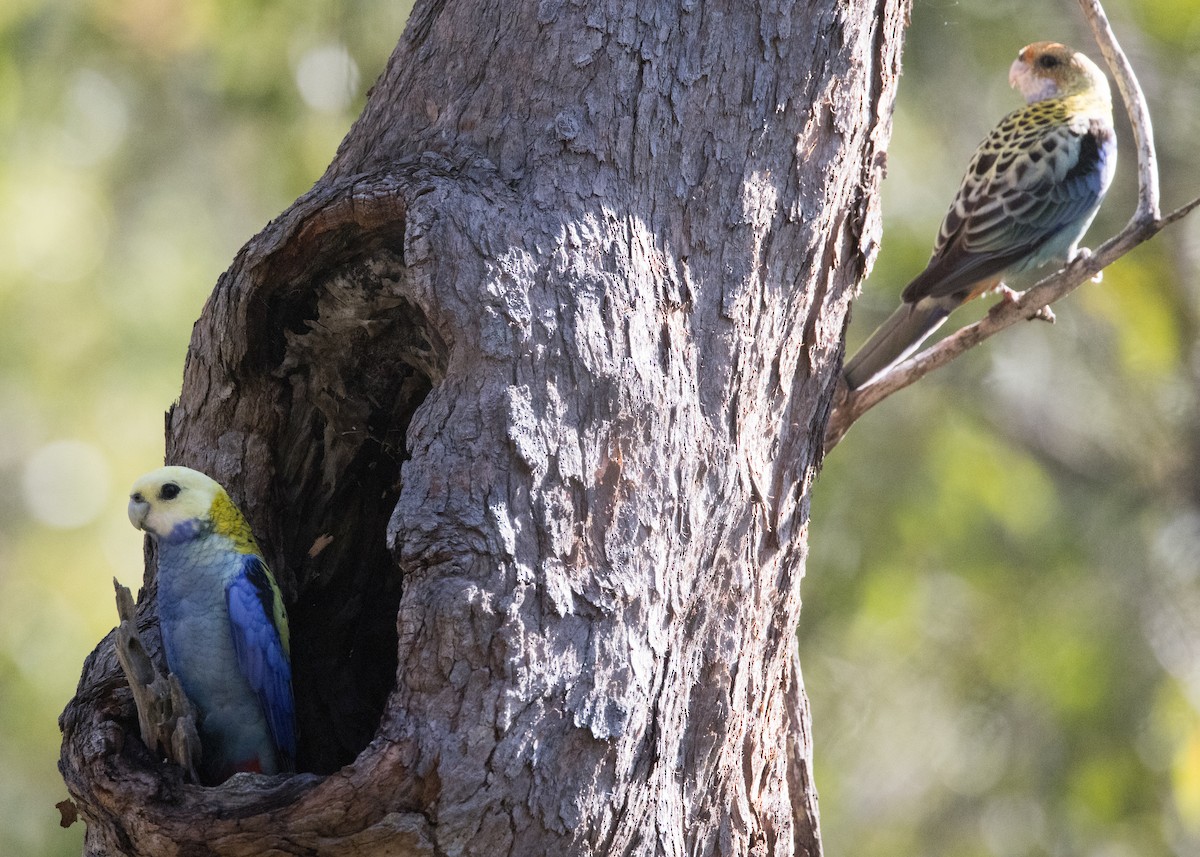 Pale-headed Rosella - ML635079466