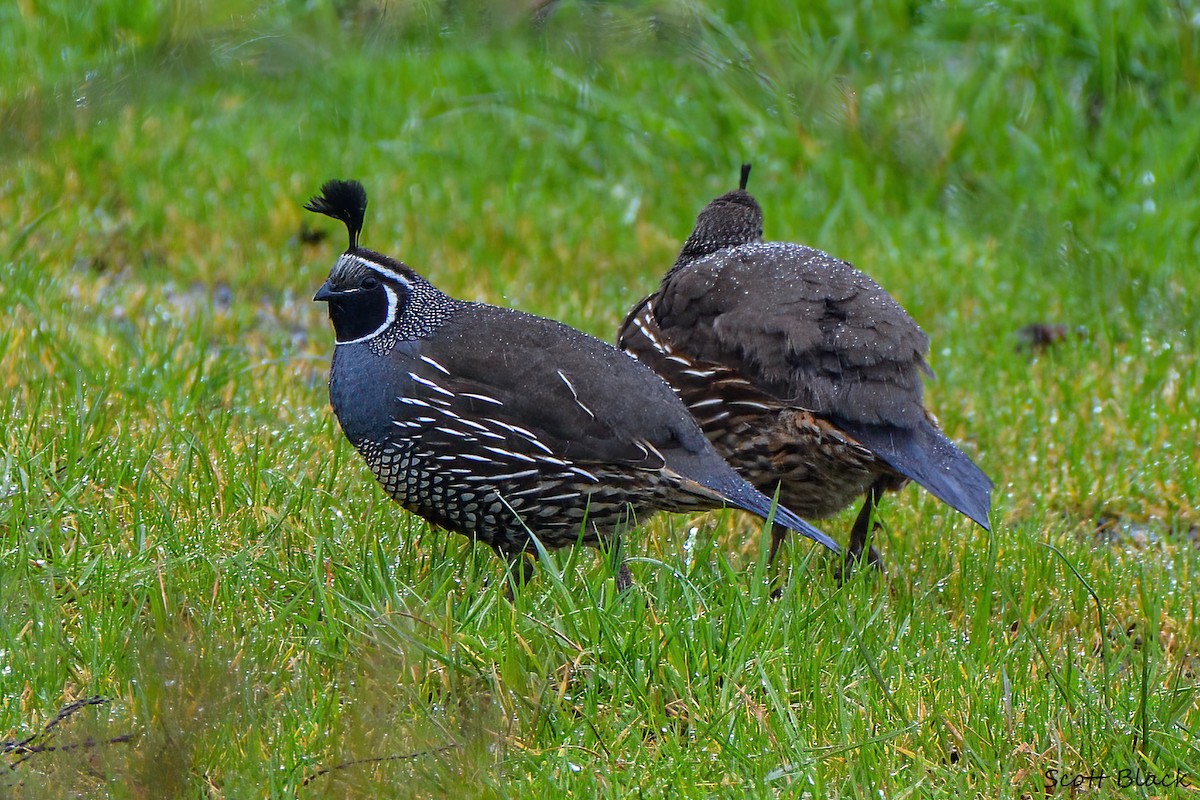 California Quail - ML635079498