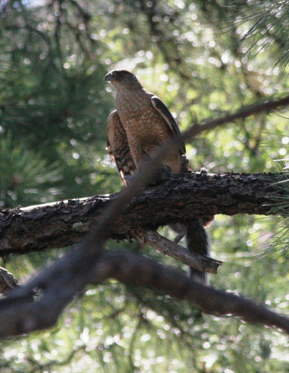 Cooper's Hawk - Doug and Diane Iverson