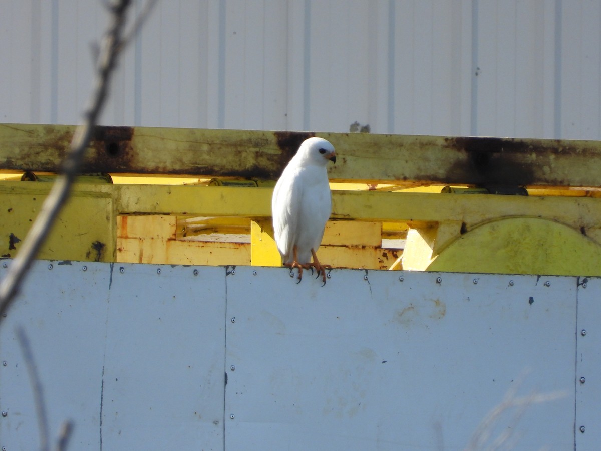 Gray Goshawk - ML635079551