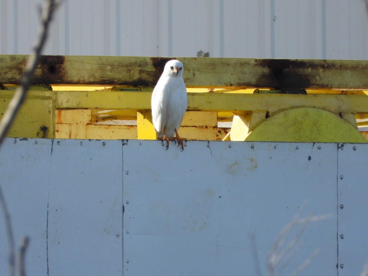 Gray Goshawk - ML635079573
