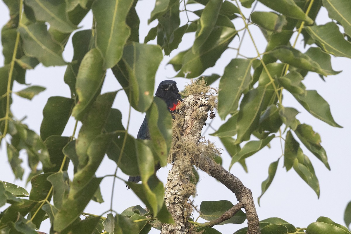 Red-shouldered Cuckooshrike - ML635079581