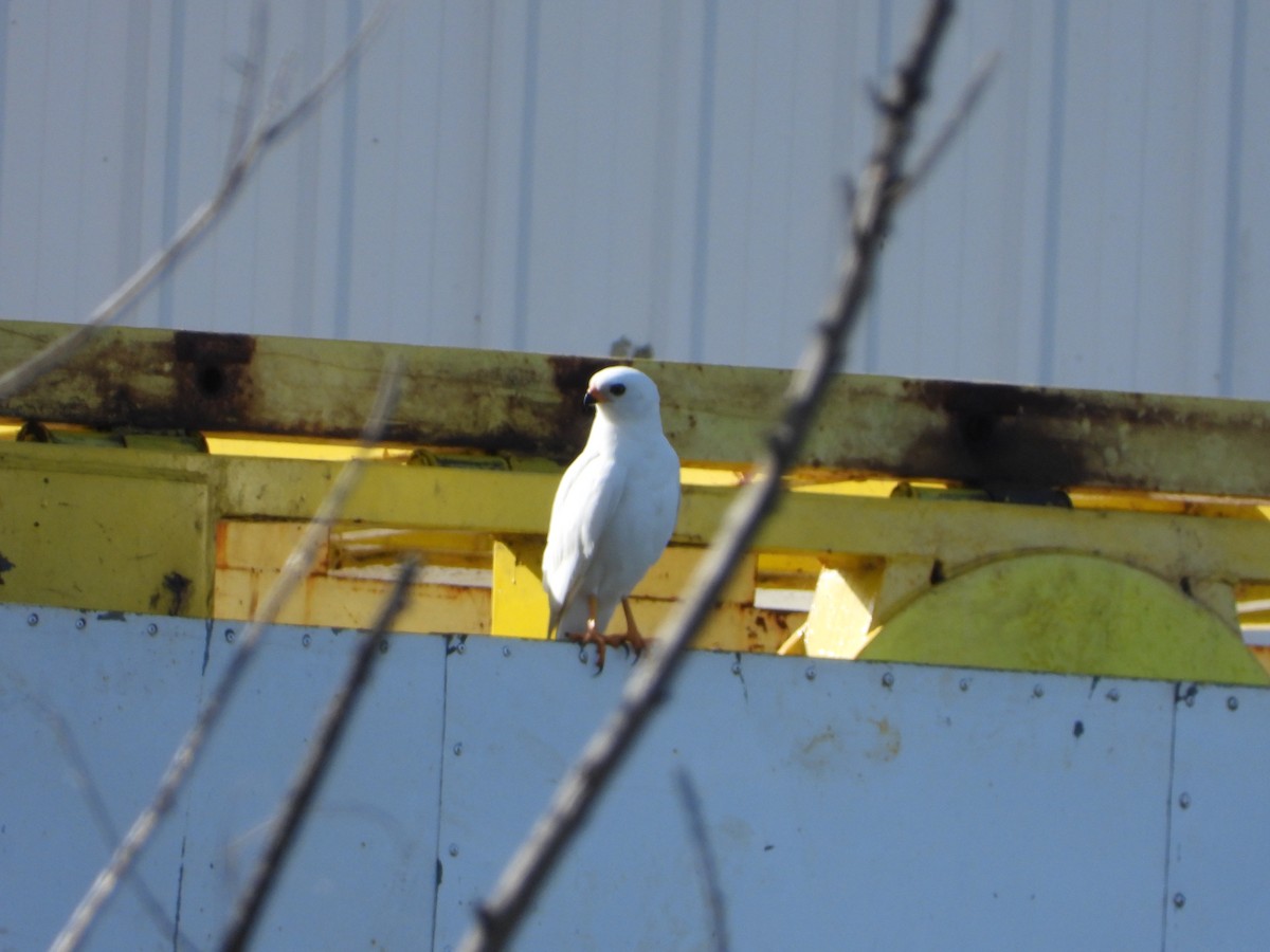 Gray Goshawk - ML635079591