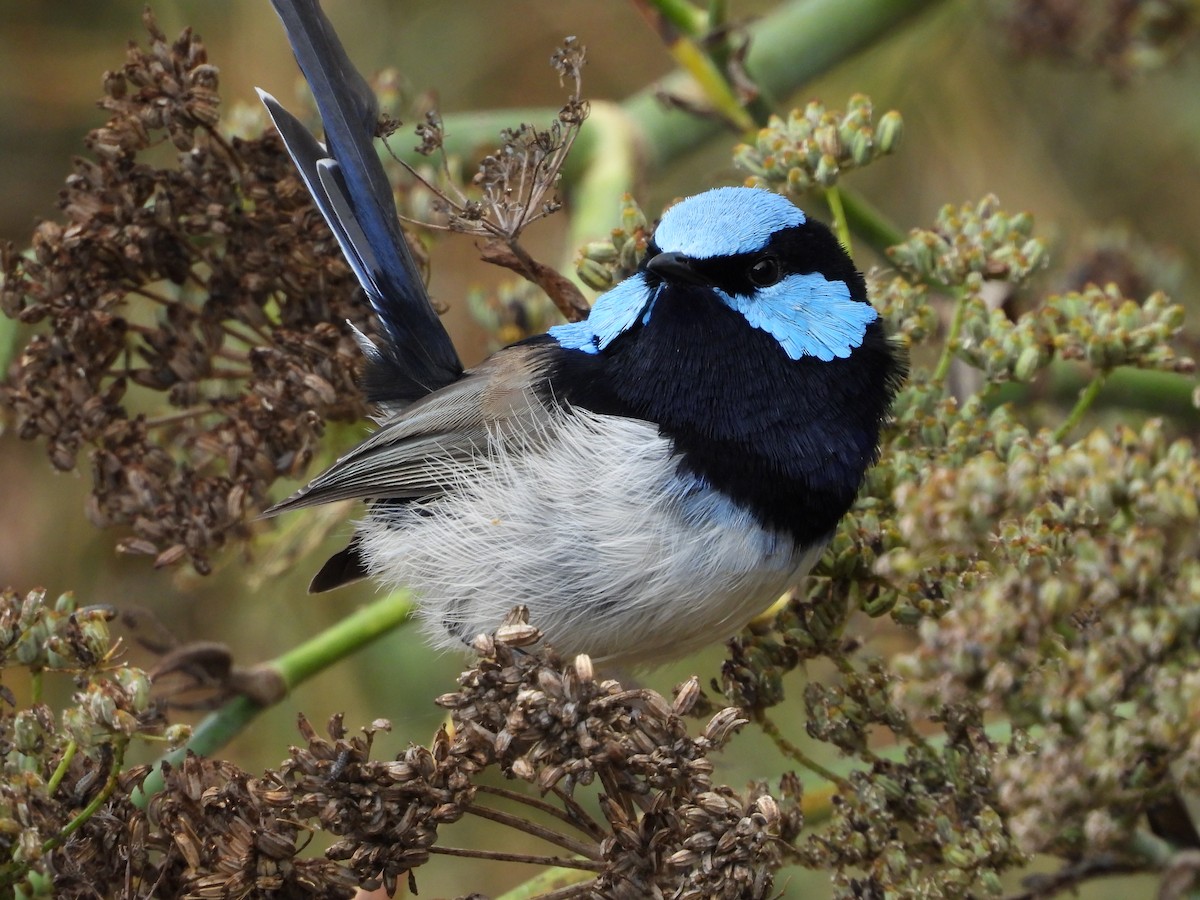 Superb Fairywren - ML635079678