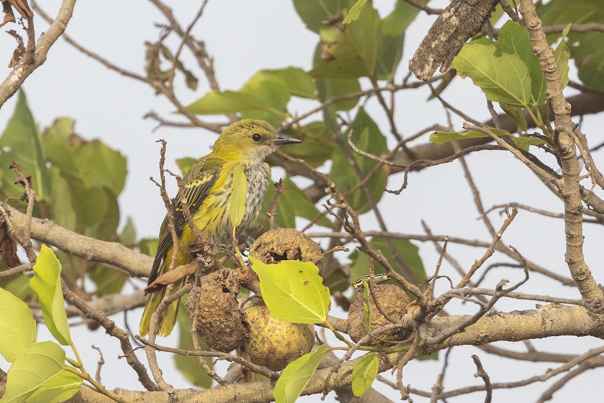 African Golden Oriole - ML635079681