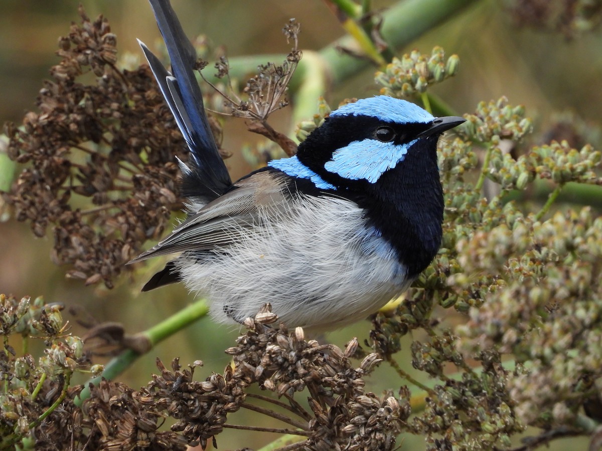 Superb Fairywren - ML635079695