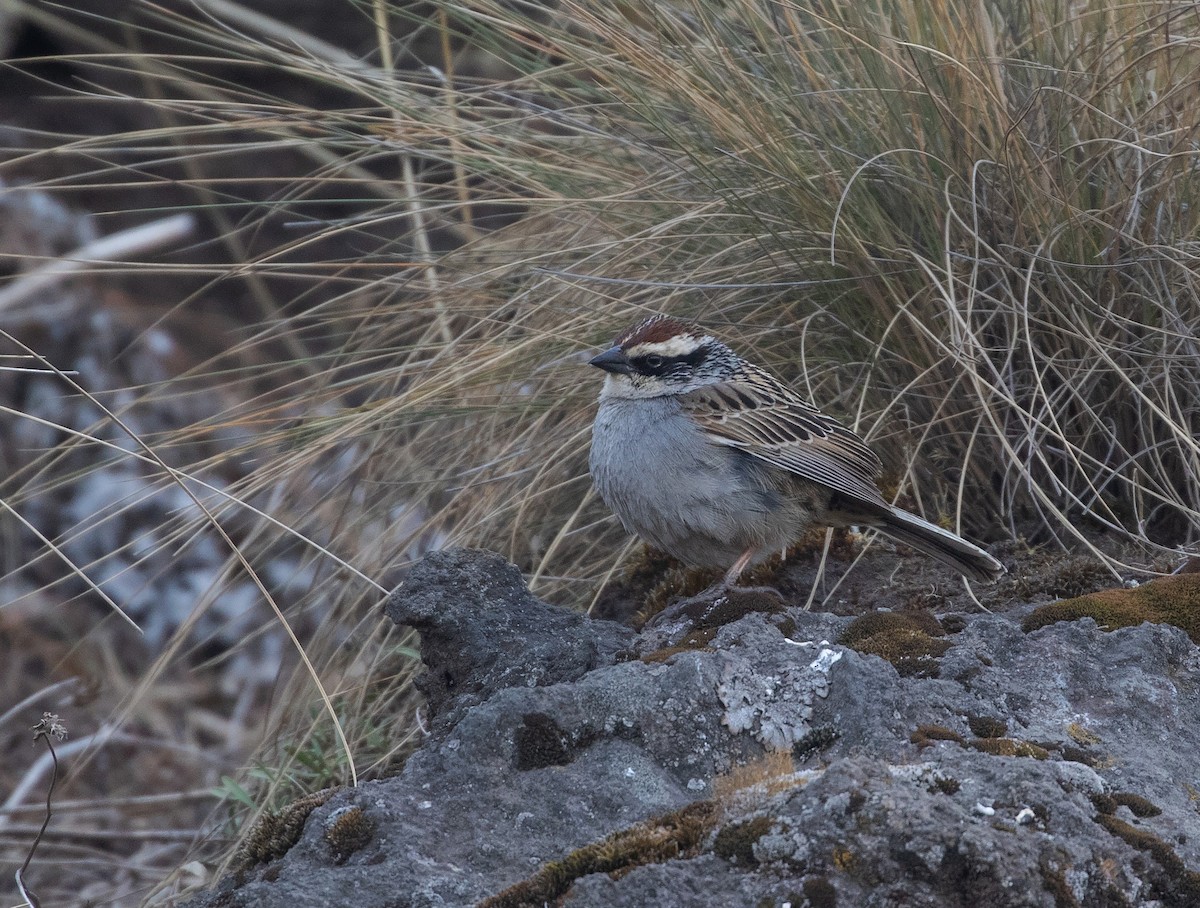 Striped Sparrow - ML635079707