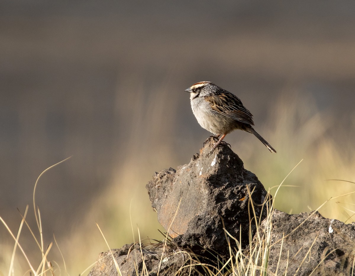 Striped Sparrow - ML635079712