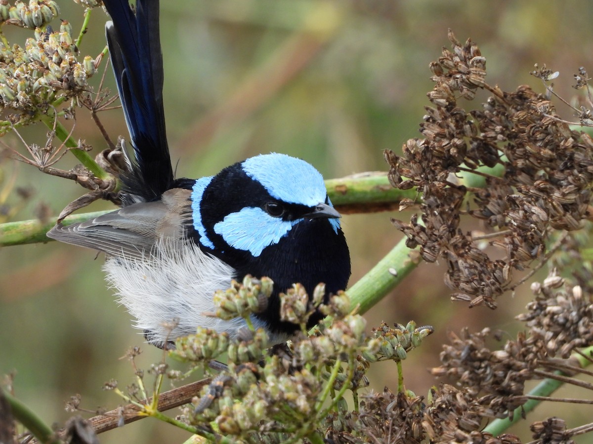 Superb Fairywren - ML635079736
