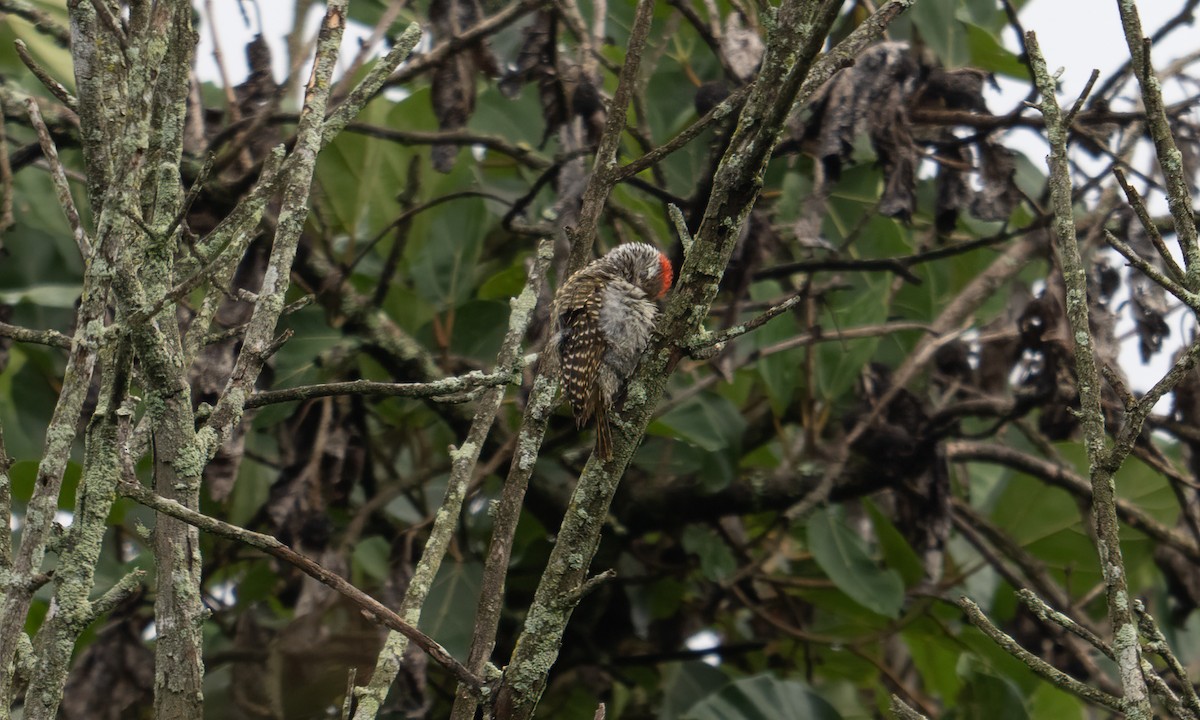 Pic cardinal - ML635079776
