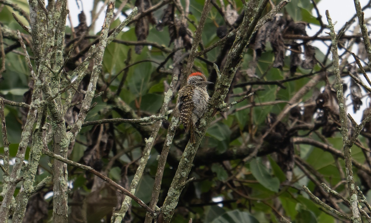 Pic cardinal - ML635079777