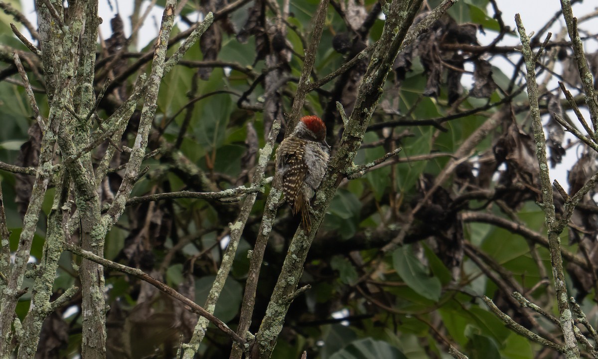 Pic cardinal - ML635079778