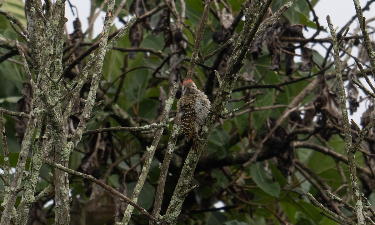 Pic cardinal - ML635079779