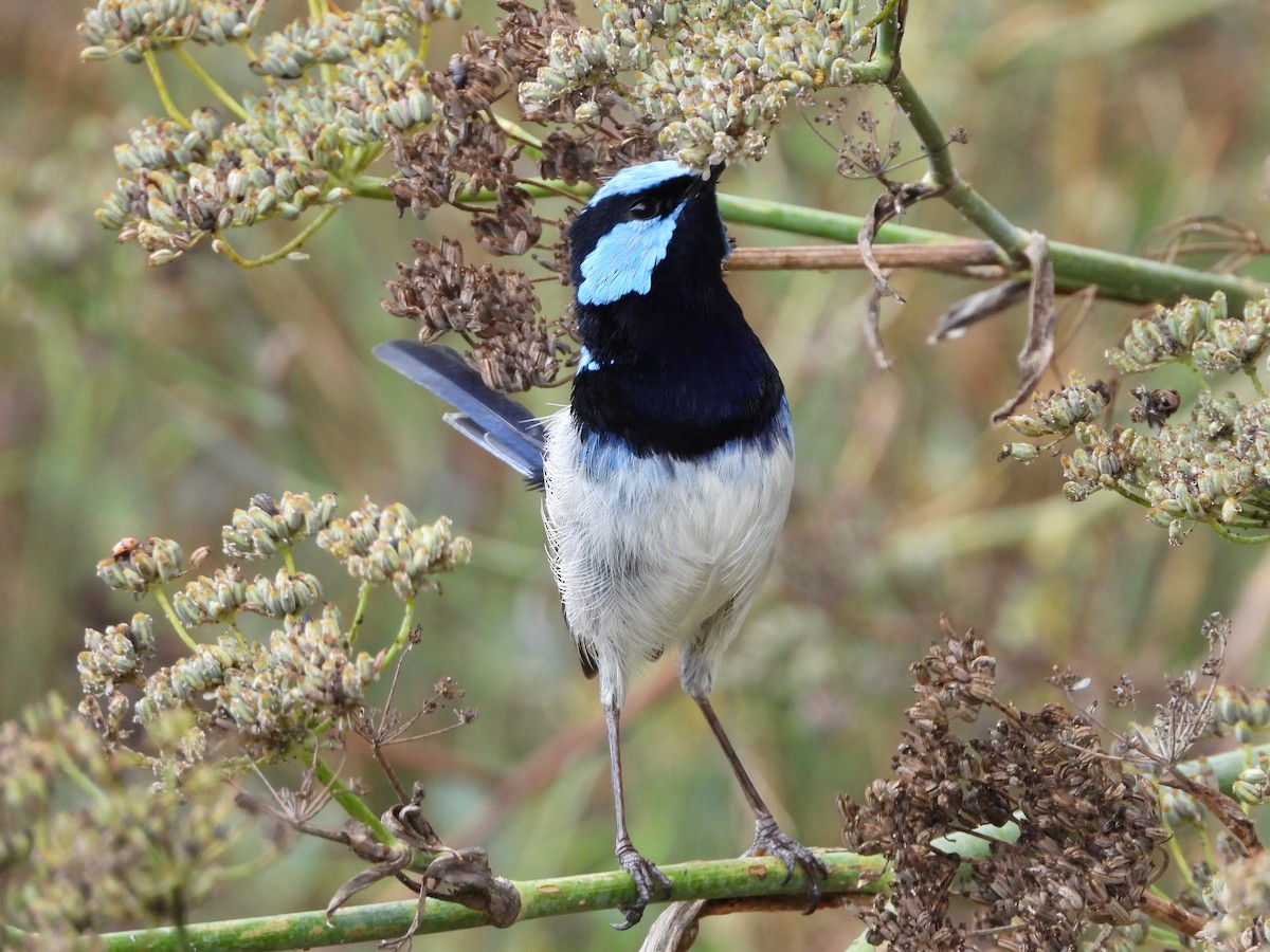Superb Fairywren - ML635079789