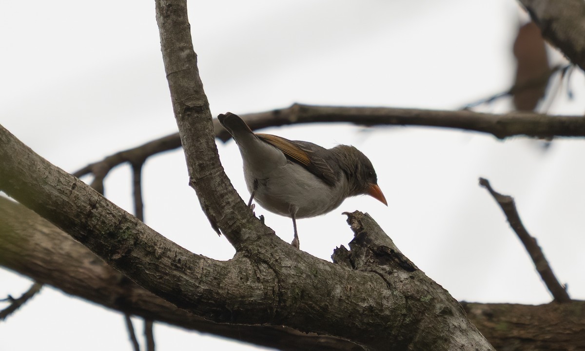 Red-headed Weaver - ML635079838