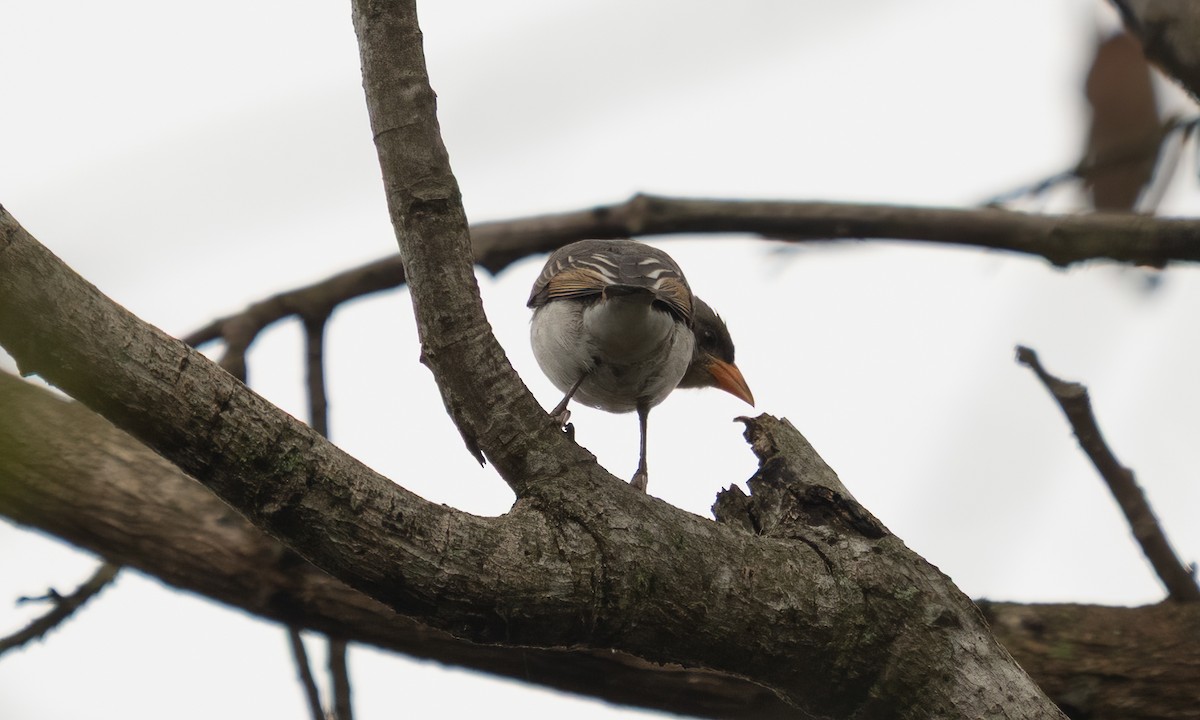 Red-headed Weaver - ML635079839