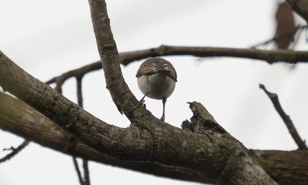 Red-headed Weaver - ML635079840