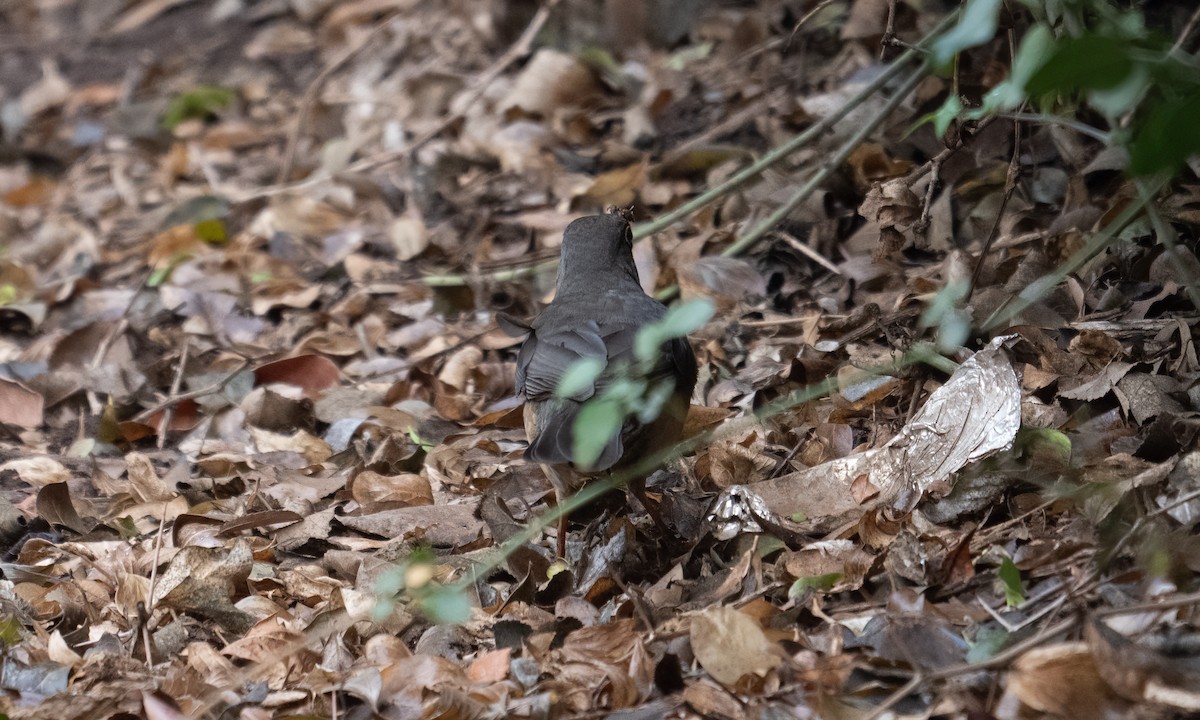Abyssinian Thrush - ML635079849