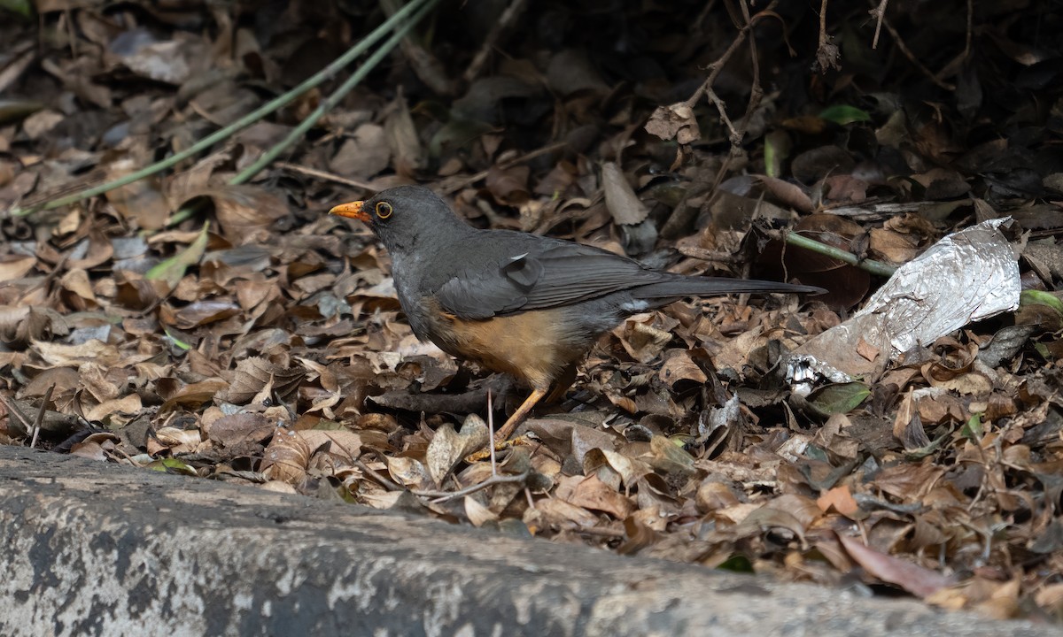 Abyssinian Thrush - ML635079850