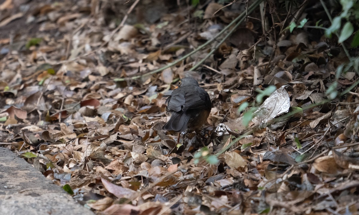 Abyssinian Thrush - ML635079852