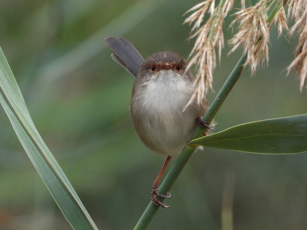 Superb Fairywren - ML635079857