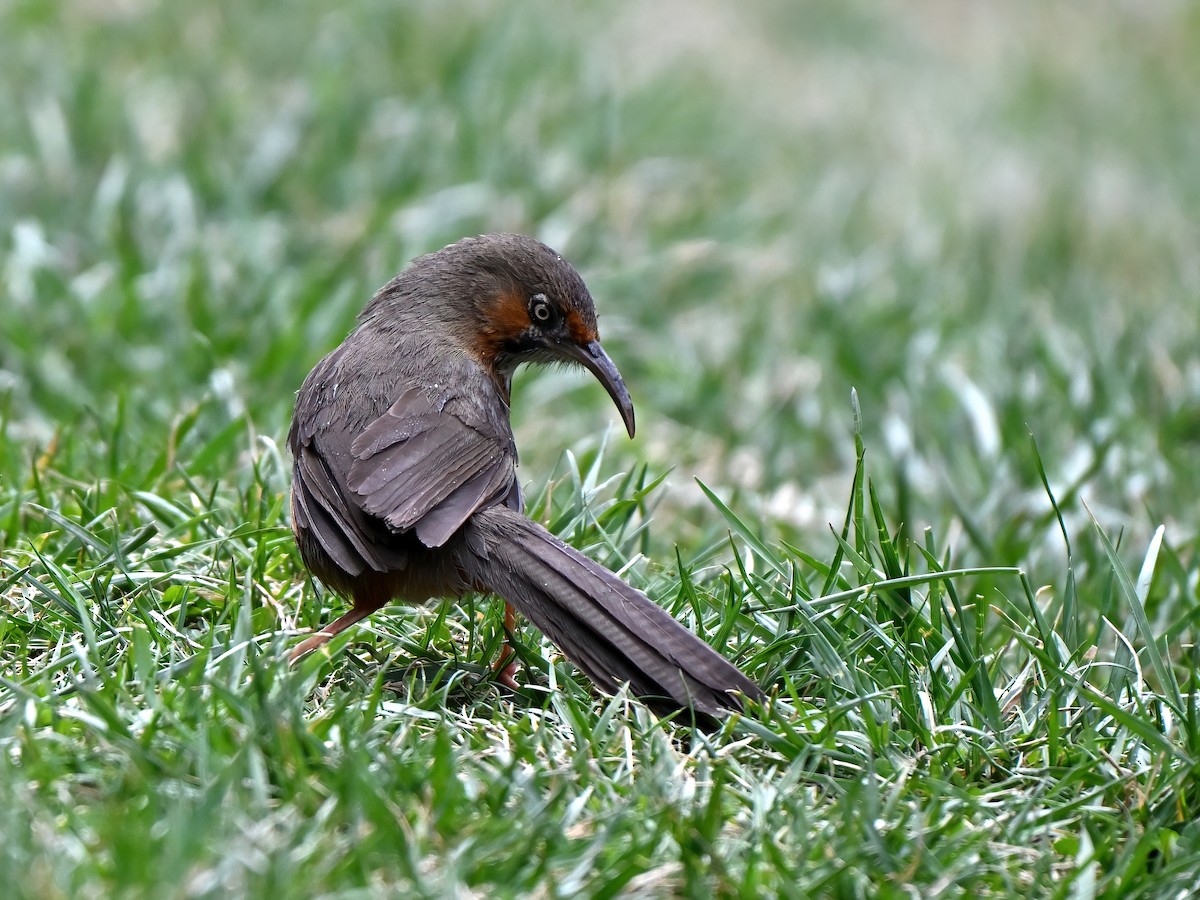 Black-streaked Scimitar-Babbler - ML635079911