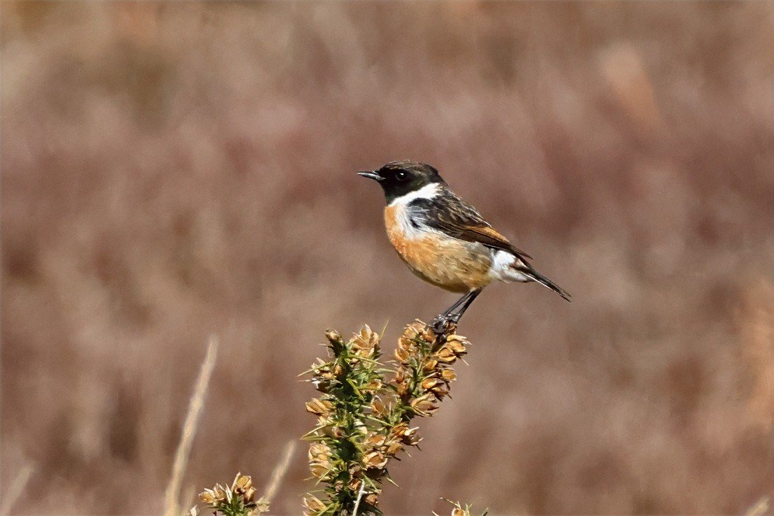 European Stonechat - ML635079915