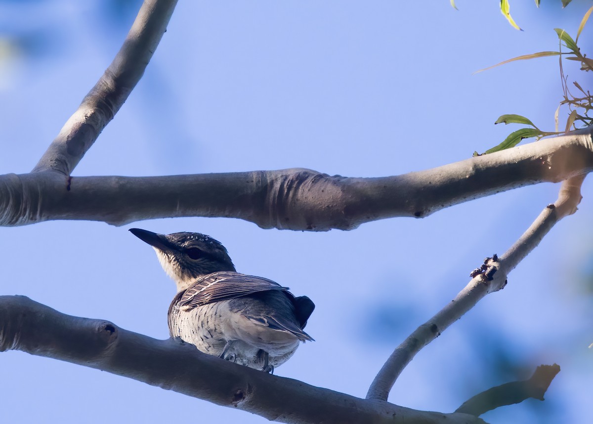 Sahul Cicadabird - ML635079917