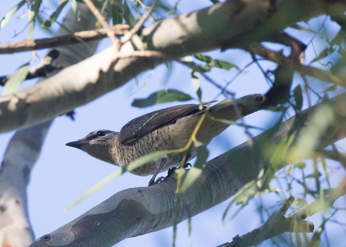 Sahul Cicadabird - ML635079918