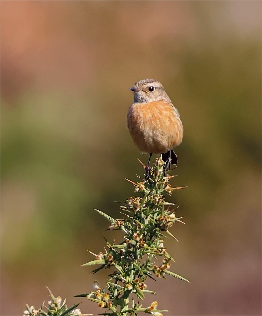 European Stonechat - ML635079920