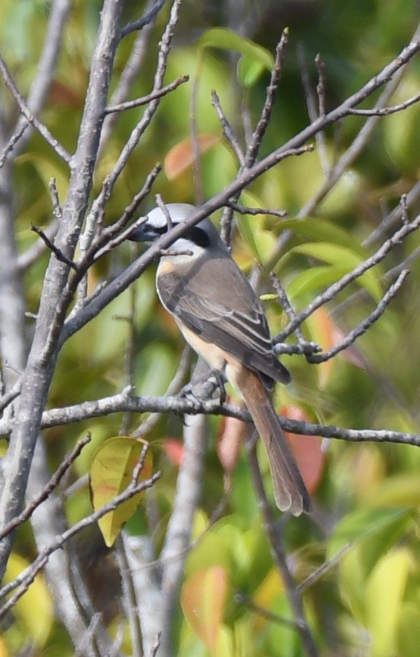 Brown Shrike (Philippine) - ML635080060