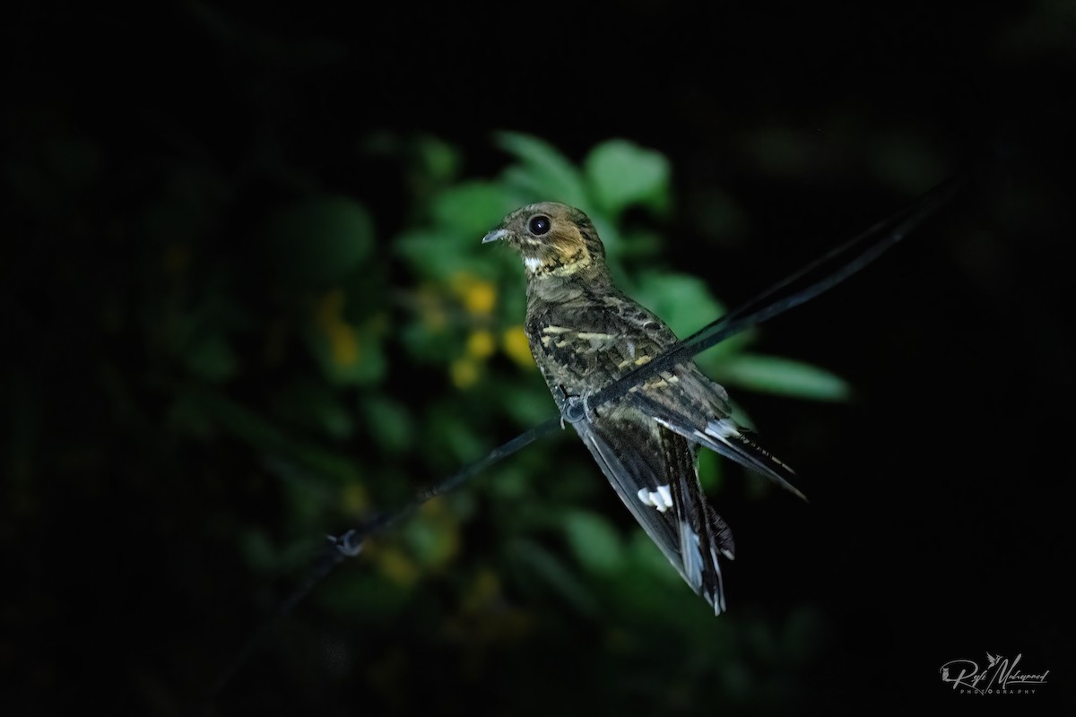 Jerdon's Nightjar - ML635080061