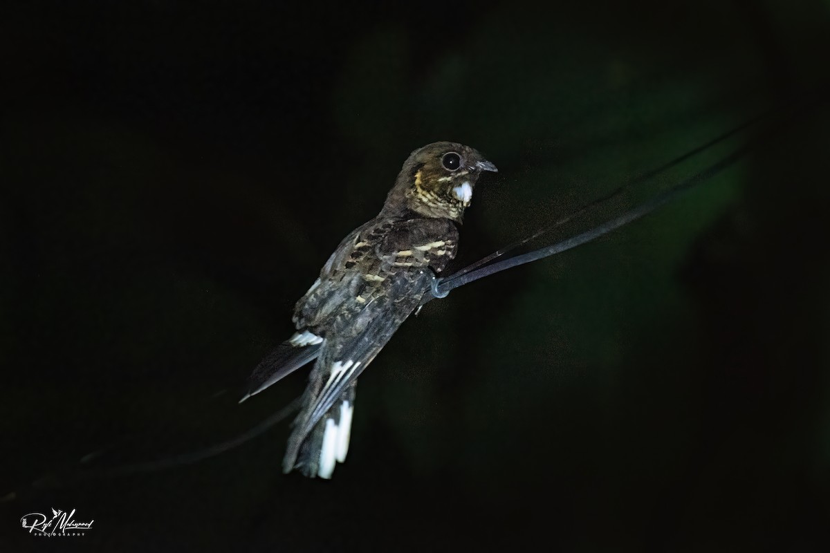 Jerdon's Nightjar - ML635080062
