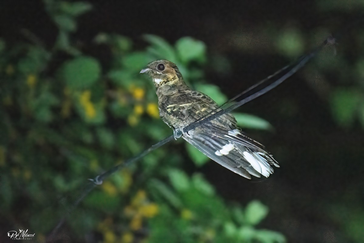 Jerdon's Nightjar - ML635080064