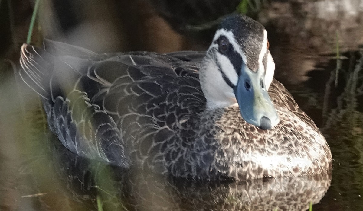 Pacific Black Duck - ML635080112