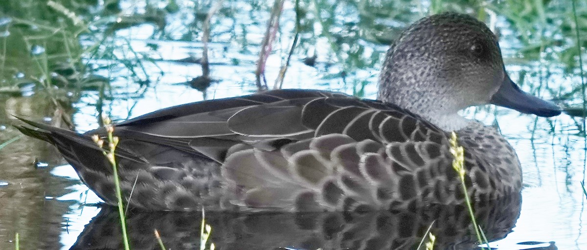 Gray Teal - ML635080120