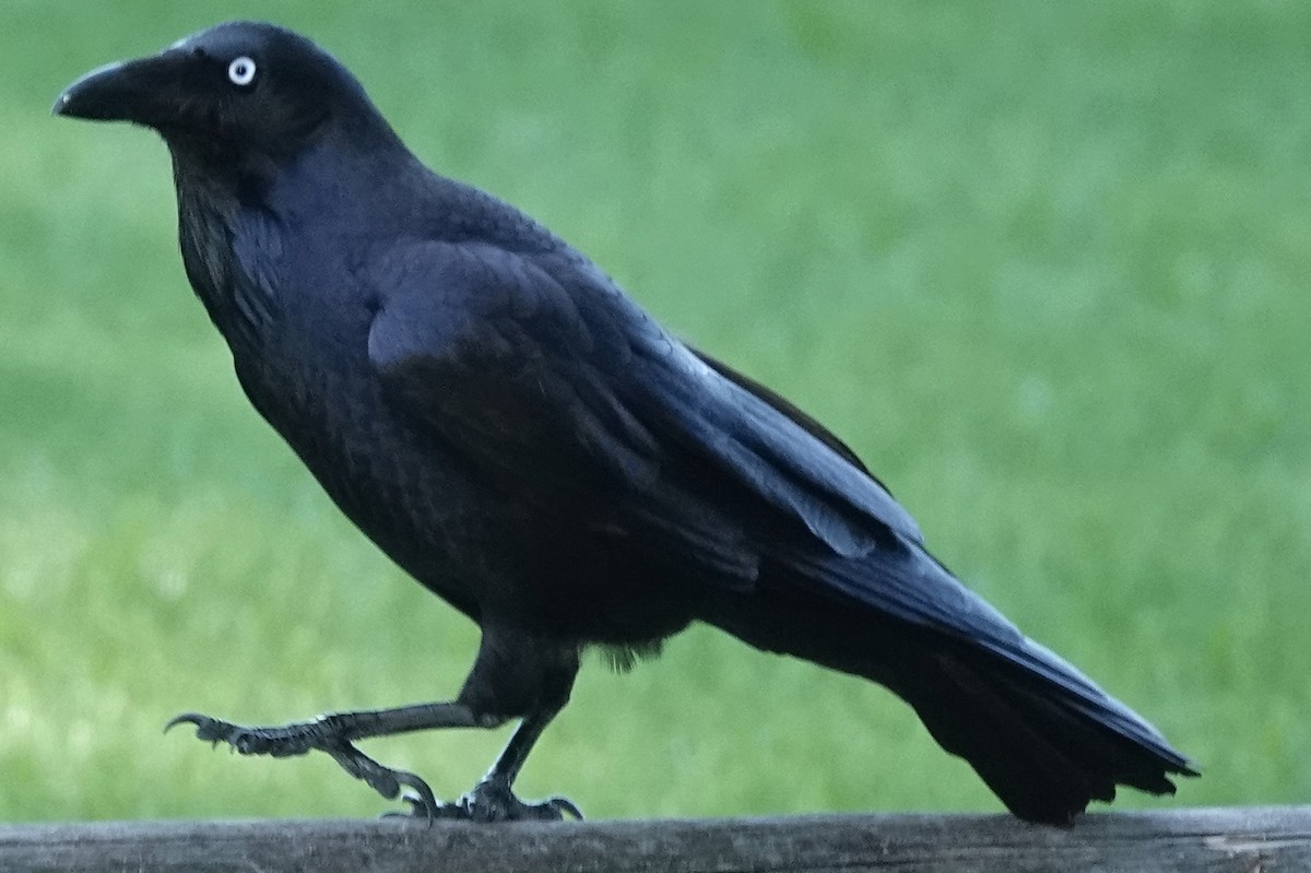 Australian Raven - ML635080136
